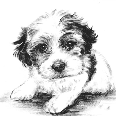 Hand Painted Ink Rendering of A Cute Dog,by myDaVinci - myDaVinci